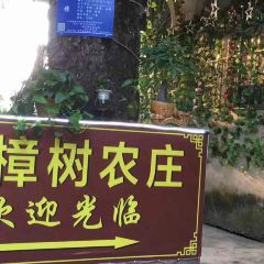 黄姚大樟树农庄 User Photo