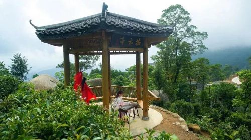 Shizuchan Tea Garden