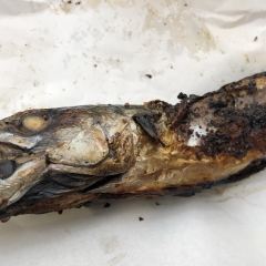 Fischer-Vroni張用戶圖片