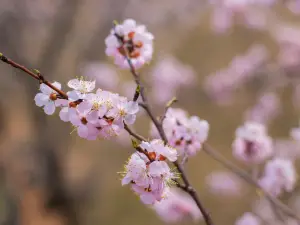 Top 10 Spring Outings in Mudanjiang