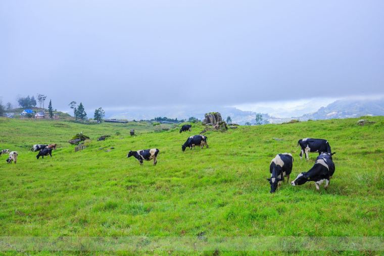 Kundasang Farm