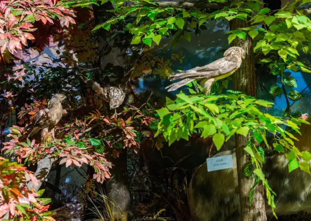 Fall Foliage Sightseeing in Guangyuan