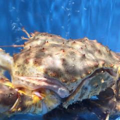 蟹的岡田屋(徐汇绿地缤纷城店) User Photo