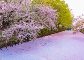 Aomori to Lyon Flights