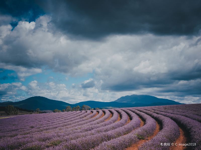 Bridestowe Lavender Estate