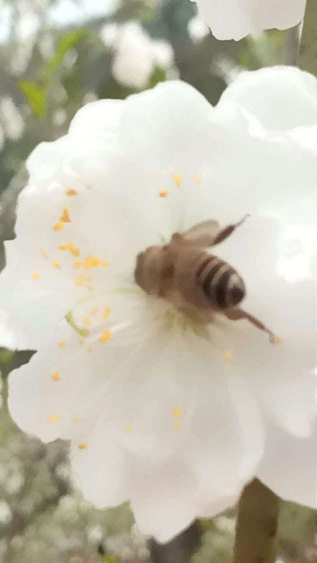 Nanguo Peach Garden