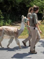 Zoológico de Toronto