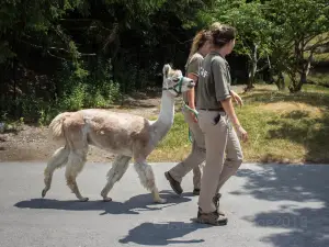 Zoológico de Toronto