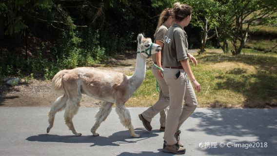 มหาวิทยาลัยโทรอนโต + ราชพิพิธภัณฑ์ออนตาริโอ + คาซ่าโลมา + สวนสัตว์ ทัวร์ 1 วัน
