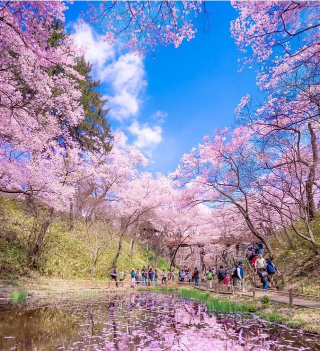 Amazing Places To See Cherry Blossoms In Japan Travel Notes And Guides Trip Com Travel Guides