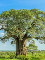 Tarangire-Nationalpark