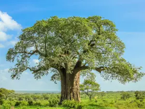 Tarangire National Park