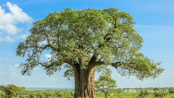 Tarangire National Park