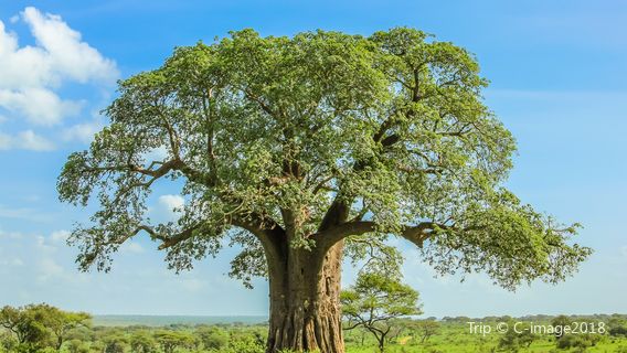 Tarangire National Park