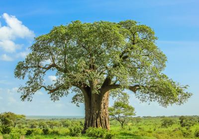 Tarangire National Park