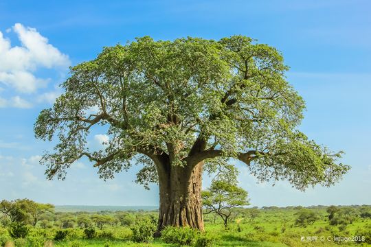 Tarangire National Park