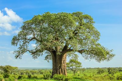 Tarangire National Park
