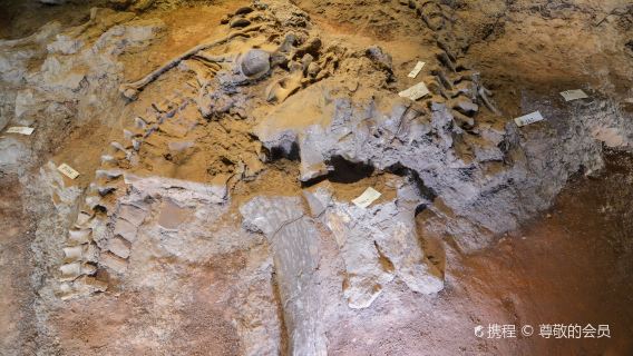 世界恐龍谷+恐龍時空樂園一日遊【包車】