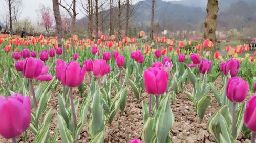 Otter flower Valley