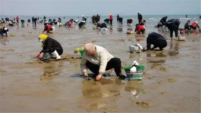 Clam Digging in Weihai
