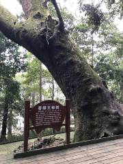 中國第一楠木林