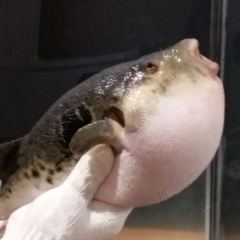 福飯（國際通店）張用戶圖片