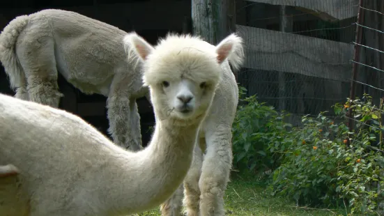 Stonewall Fields Alpaca farm