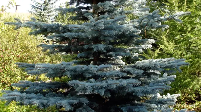4_Blue Spruce Park