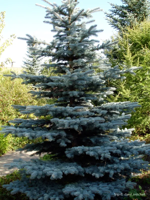 4_Blue Spruce Park