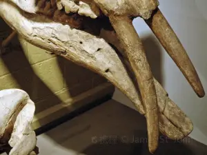 Prehistomuseum