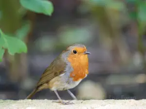 Birds of Eden