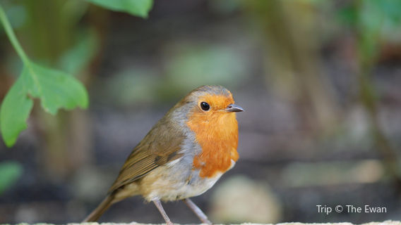 Birds of Eden