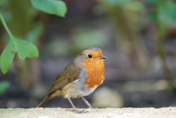Birds of Eden