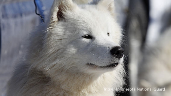 Spirit of the North Sled Dog