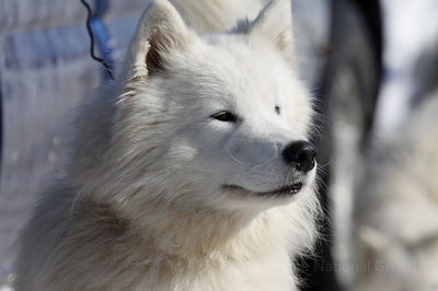 Spirit of the North Sled Dog