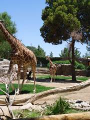 Zoológico Reid Park