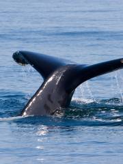 Blue Ocean Whale Watch