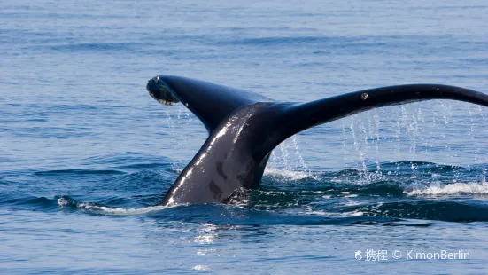 Blue Ocean Whale Watching