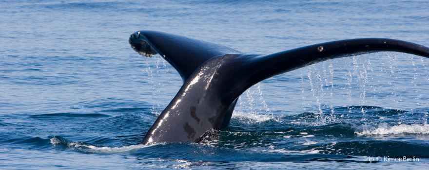Blue Ocean Whale Watching