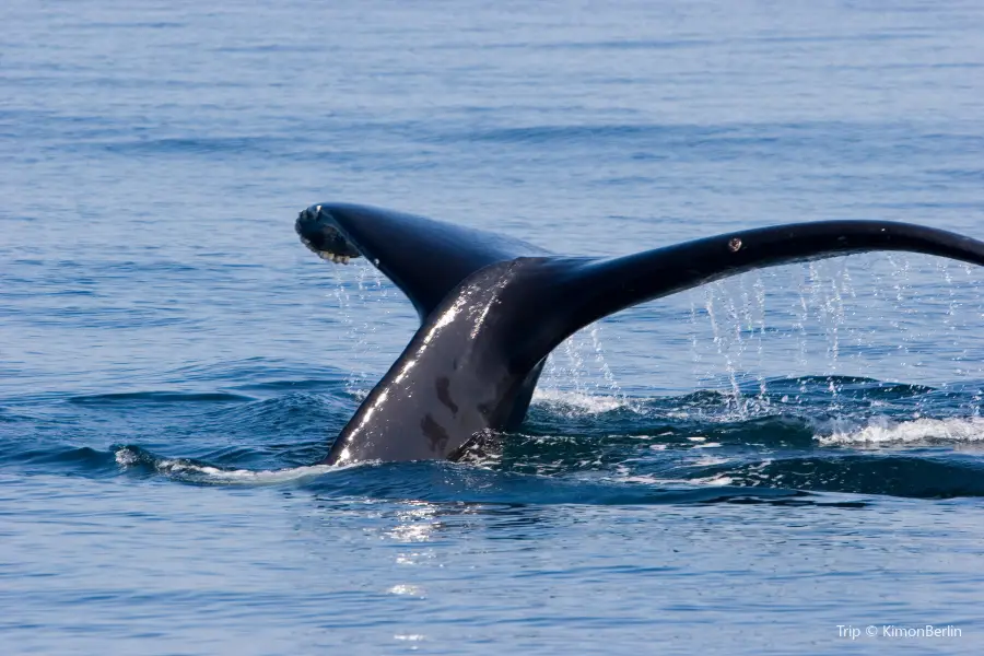 Blue Ocean Whale Watching: Photos, Map & Reviews [2024] | Trip.com