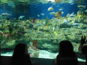 フォート・フィッシャー・ノースカロライナ水族館