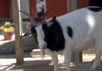 ブランク・パーク動物園