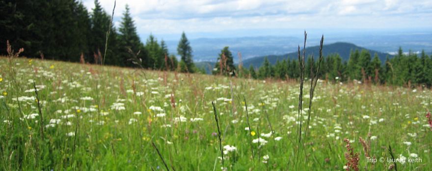 Black Forest Golf Course