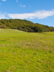 Taylor Mountain Regional Park