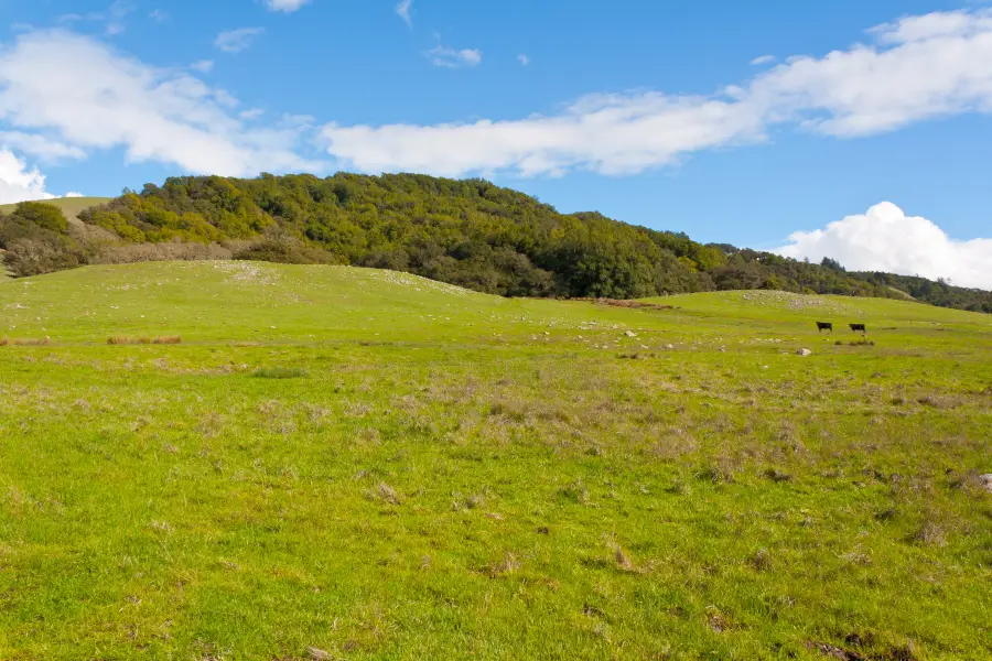 Taylor Mountain Regional Park