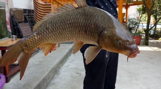 乾鑫魚館