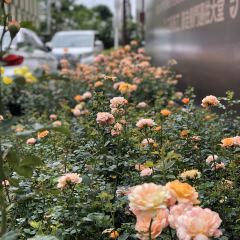 珠海萬悅飯店·金廚泰國餐廳張用戶圖片