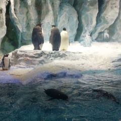 Emperor Penguin All Day Dining User Photo