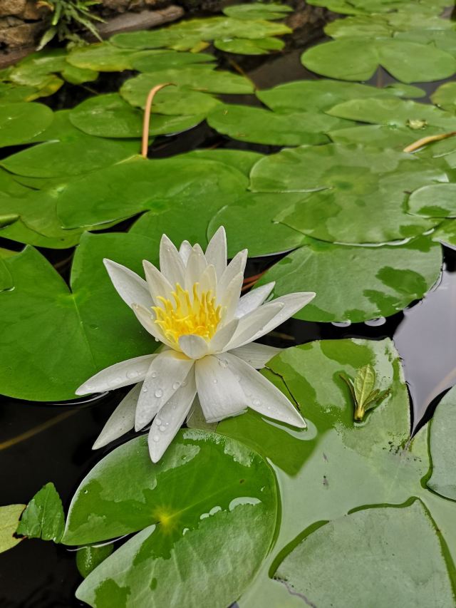 Zhuziqing Jiuju