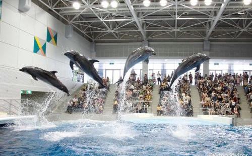 鹿兒島水族館是一座很受歡迎的地方，這個水族館設計的很合理，在